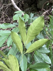 Glycosmis parviflora