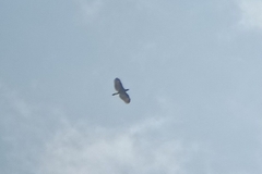 Nisaetus cirrhatus limnaeetus