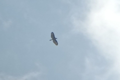 Nisaetus cirrhatus limnaeetus