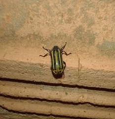 Astylus forcipatus