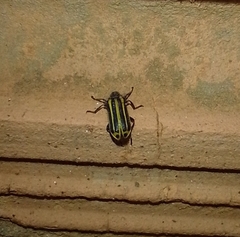 Astylus forcipatus