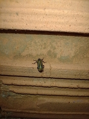 Astylus forcipatus