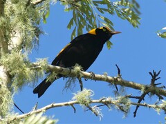 Sericulus chrysocephalus