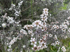 Leptospermum lanigerum