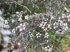 Leptospermum lanigerum