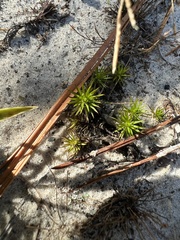 Lycopodiella appressa