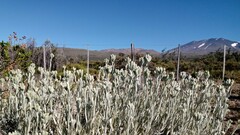 Senecio filaginoides