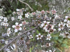 Leptospermum lanigerum