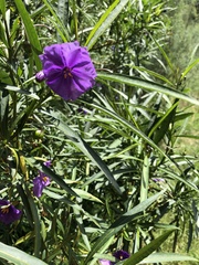 Solanum linearifolium