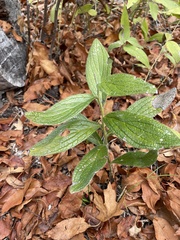 Lithospermum helleri