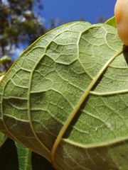 Clerodendrum tomentosum