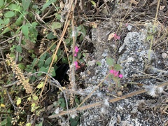 Lopezia racemosa