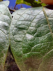 Clerodendrum tomentosum