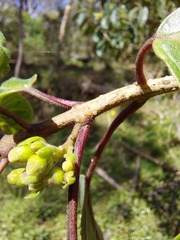 Clerodendrum tomentosum