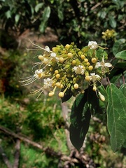 Clerodendrum tomentosum