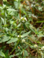 Spermacoce verticillata