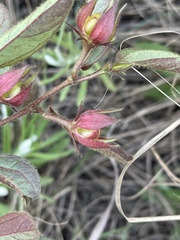 Hibiscus aethiopicus ovatus