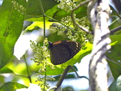Euploea eunice hobsoni