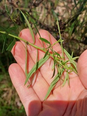 Cassinia aureonitens