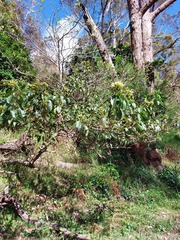 Clerodendrum tomentosum
