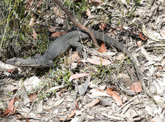 Varanus rosenbergi
