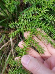 Araucaria