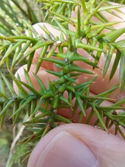 Araucaria