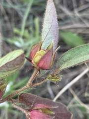 Hibiscus aethiopicus ovatus