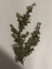 Leptospermum scoparium