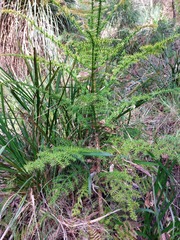 Araucaria