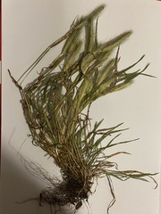 Hordeum murinum murinum