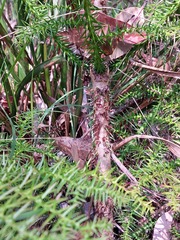 Araucaria