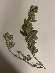 Atriplex cinerea