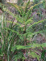 Araucaria