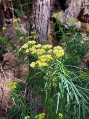 Cassinia aureonitens