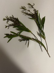 Acacia floribunda