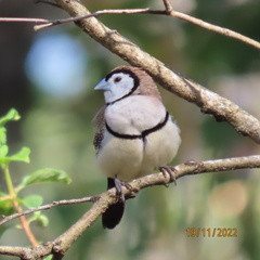 Stizoptera bichenovii