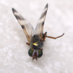 Chaetopsis fulvifrons