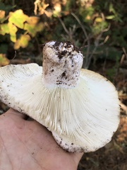 Russula brevipes acrior
