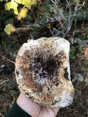 Russula brevipes acrior
