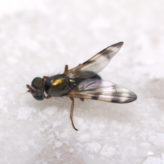 Chaetopsis fulvifrons