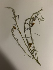 Utricularia australis