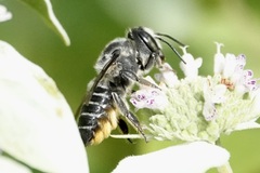 Megachile mendica