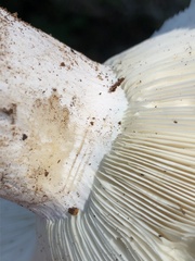 Russula brevipes acrior