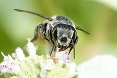 Megachile mendica
