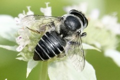 Megachile mendica