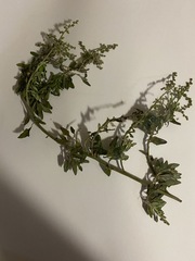 Atriplex semibaccata