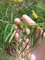 Cassinia aureonitens