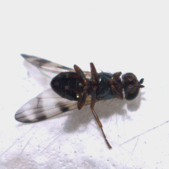 Chaetopsis fulvifrons