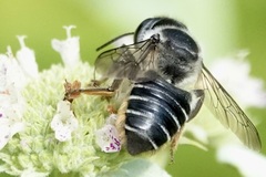 Megachile mendica